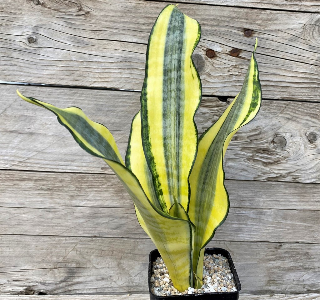 SH27887 Sansevieria 'Asahi' - Image 2