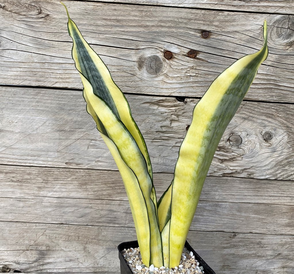 SH27889 Sansevieria 'Asahi'