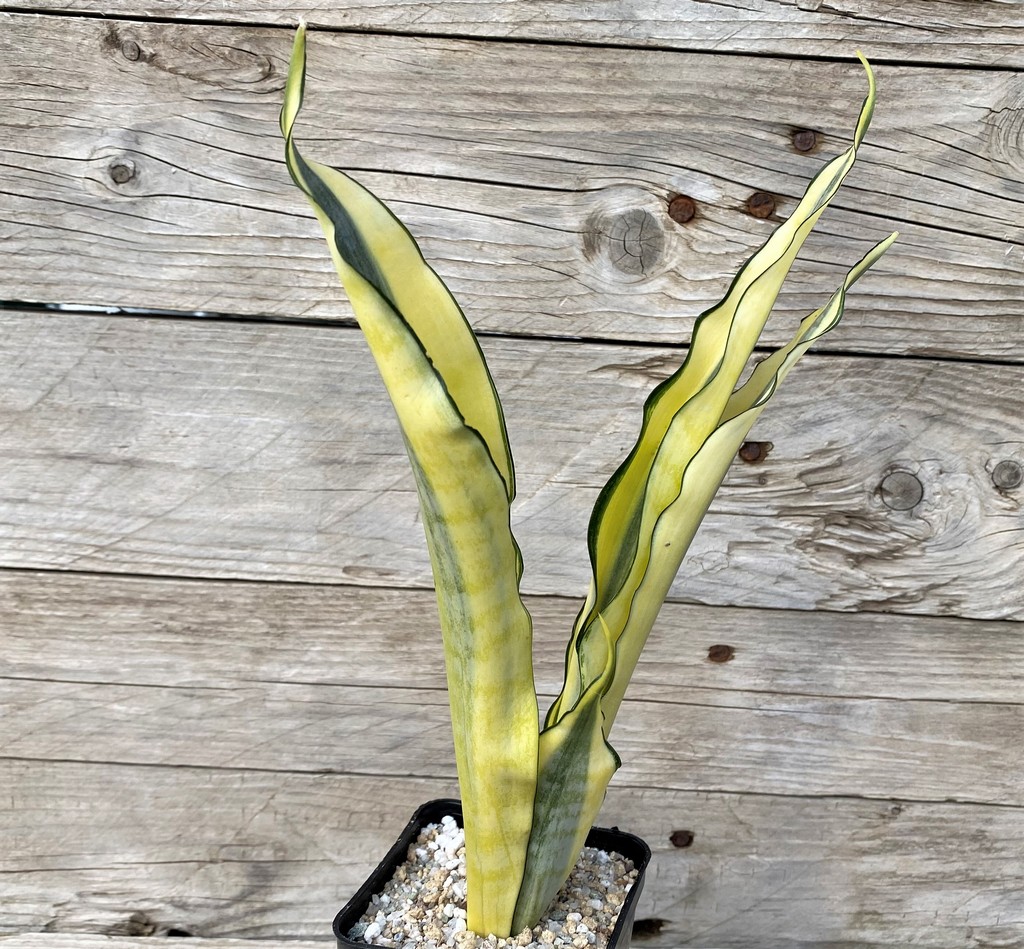 SH27889 Sansevieria 'Asahi' - Image 2