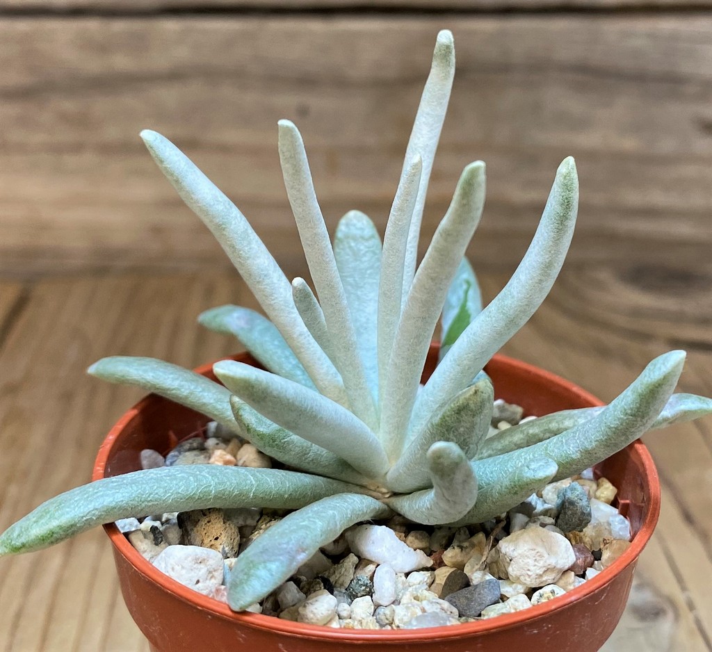 SH26988 Senecio scaposus - Image 2