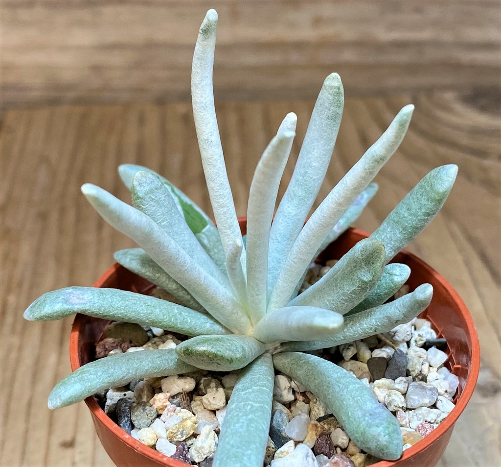 SH26988 Senecio scaposus