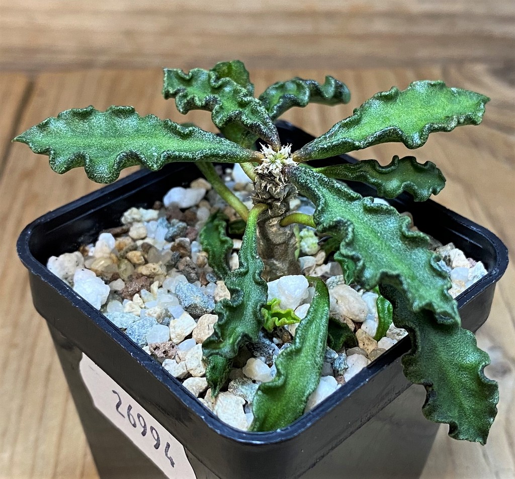 SH26994 Euphorbia decaryi v. spirosticha - Image 2