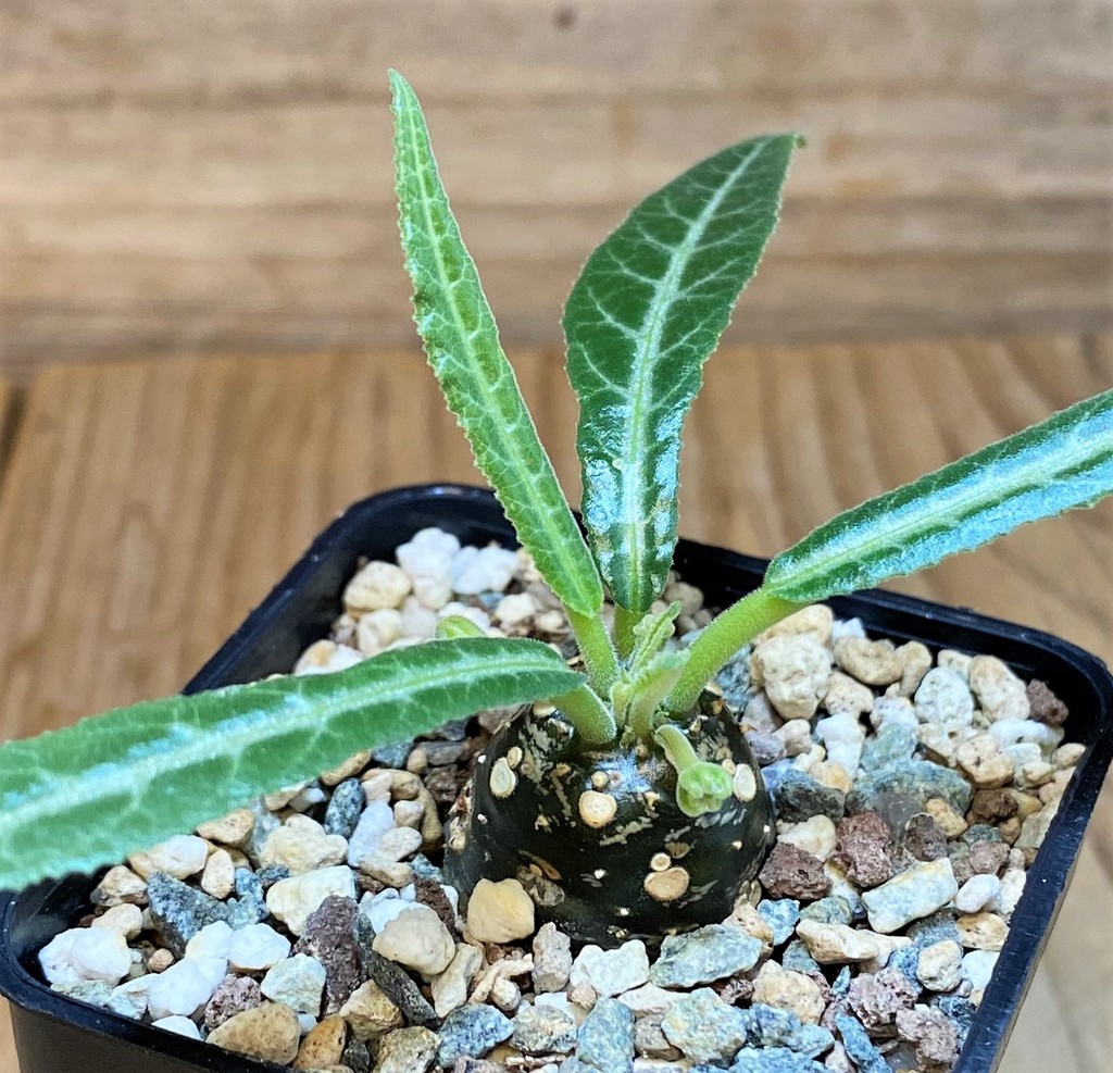 SH26996 Dorstenia lancifolia