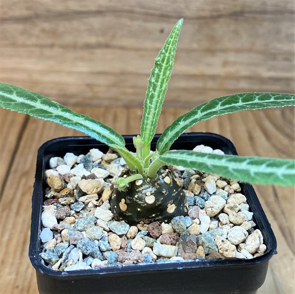 SH26996 Dorstenia lancifolia - Image 2