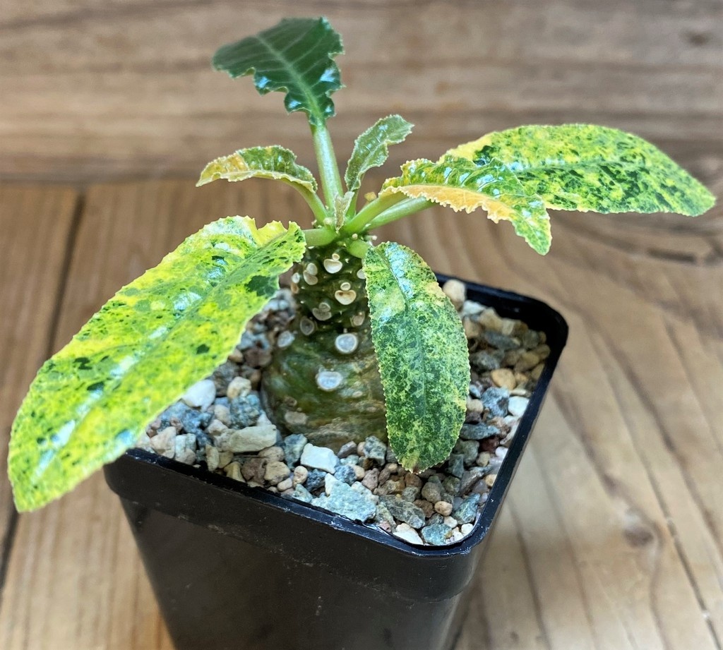 SH26997 Dorstenia hybrid f. variegata