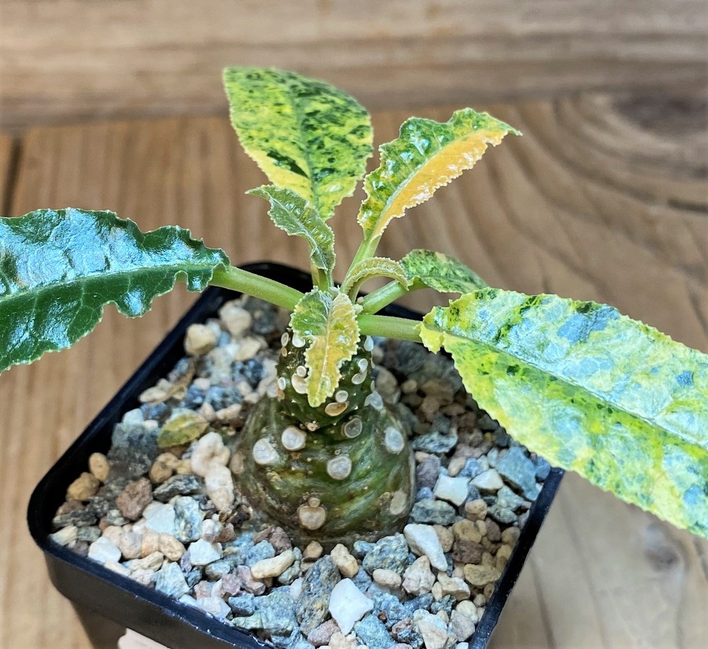 SH26997 Dorstenia hybrid f. variegata - Image 2