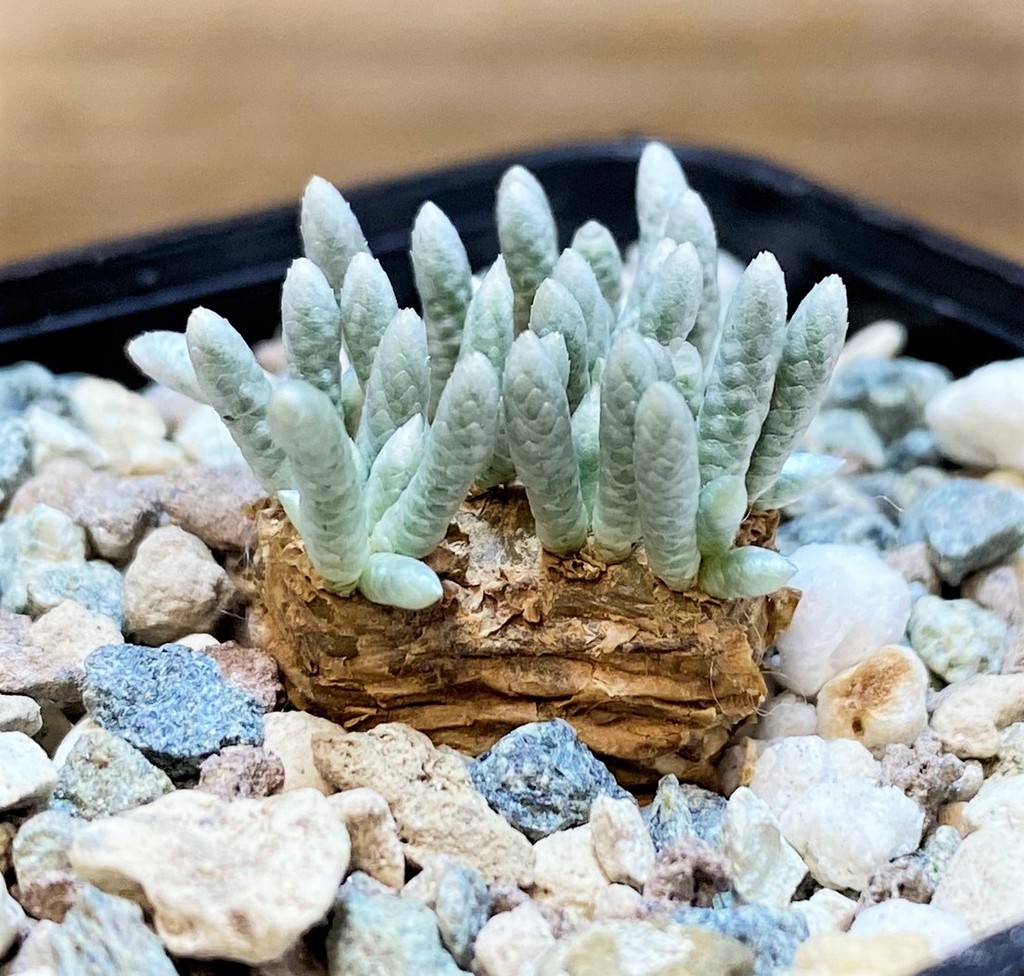 SH27003Avonia alstonii