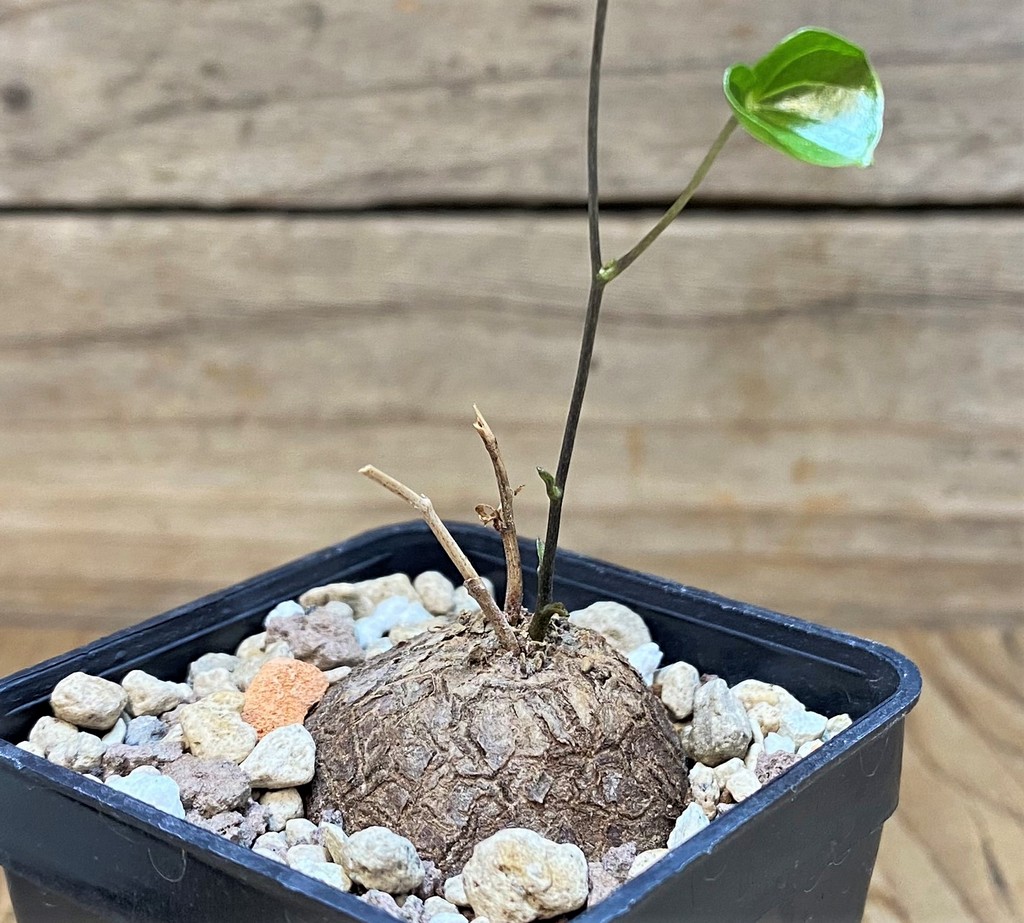 SH27004 Dioscorea elephantipes