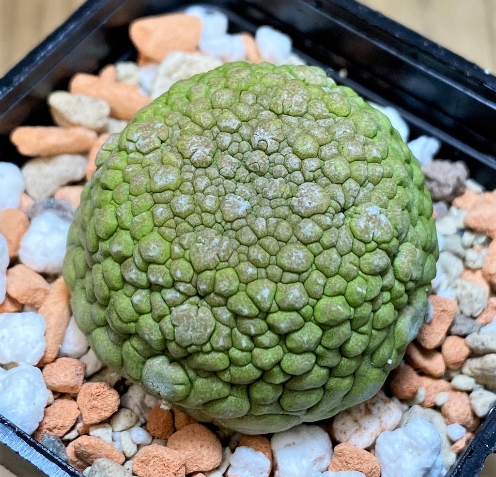 SH27009 Pseudolithos migiurtinus - Image 2