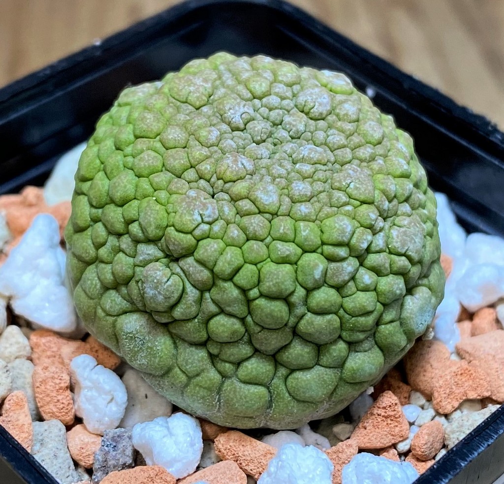 SH27009 Pseudolithos migiurtinus