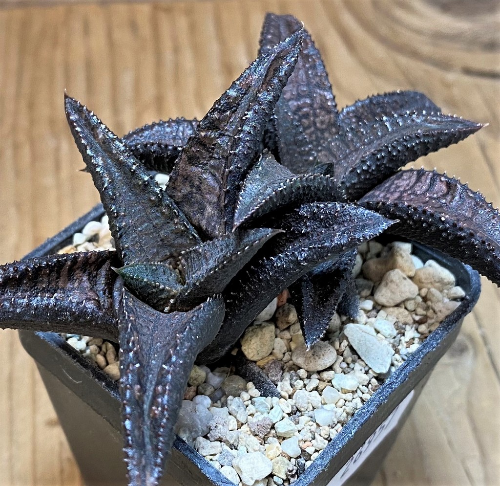 SH26957 Haworthia koelmaniorum ‘Dragon King’ - Image 2