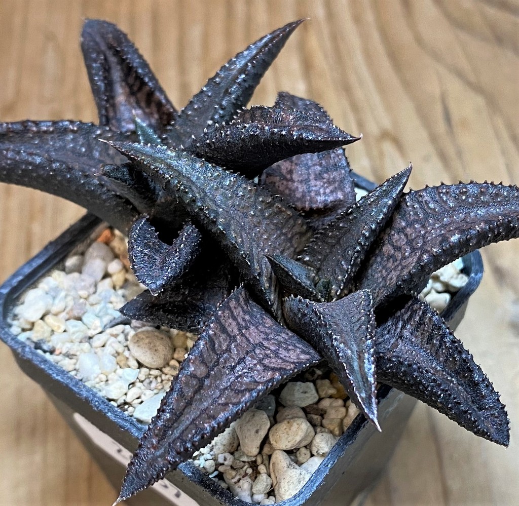 SH26957 Haworthia koelmaniorum ‘Dragon King’