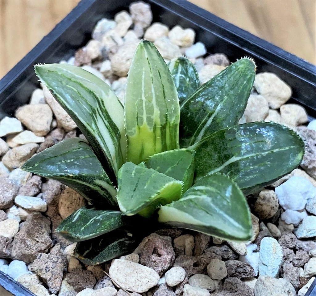 SH26959 Haworthia retusa f. variegata