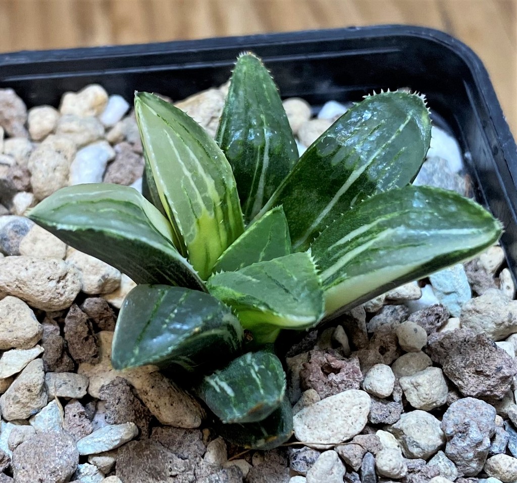 SH26959 Haworthia retusa f. variegata - Image 2