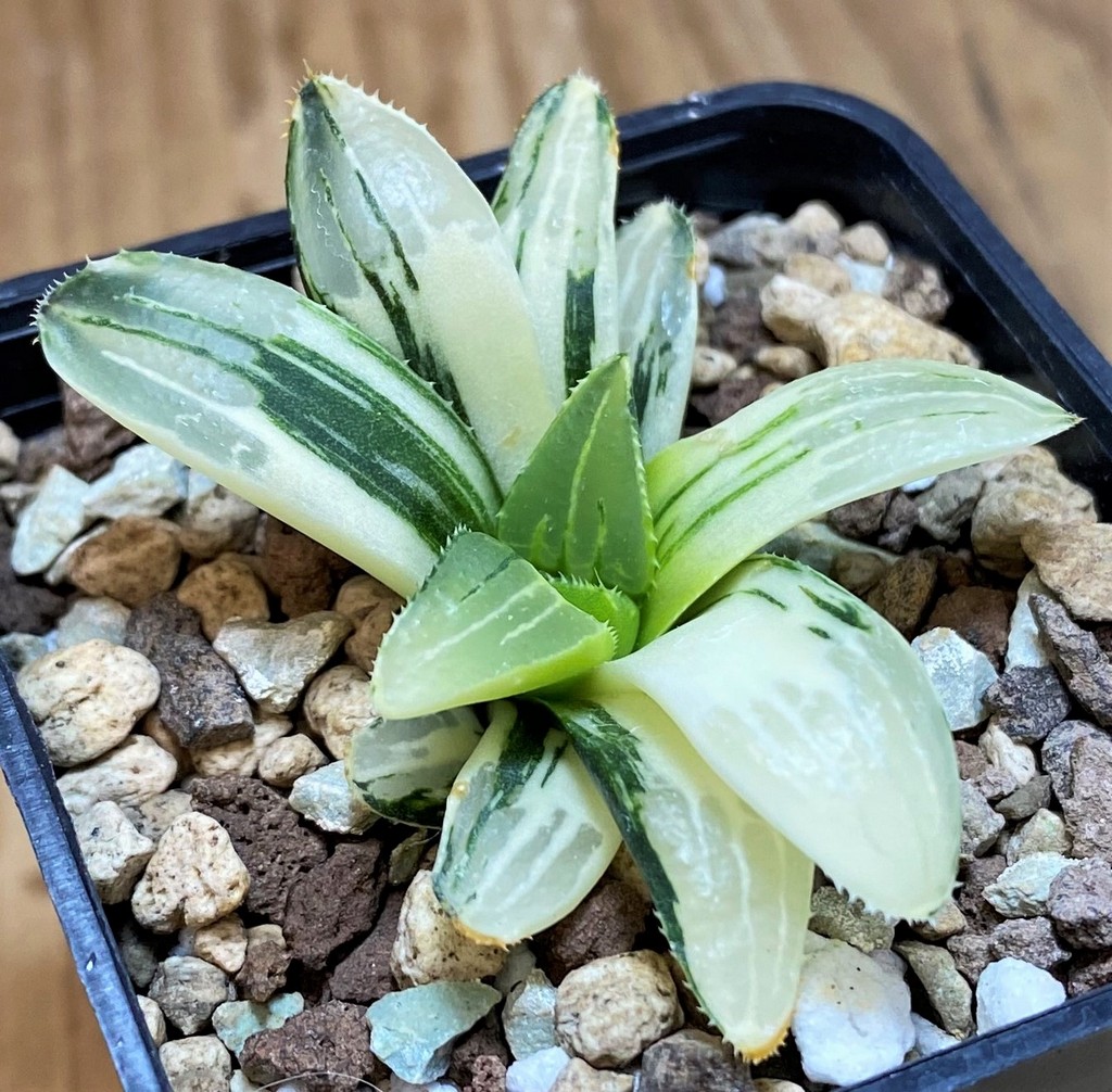 SH26961 Haworthia retusa f. variegata