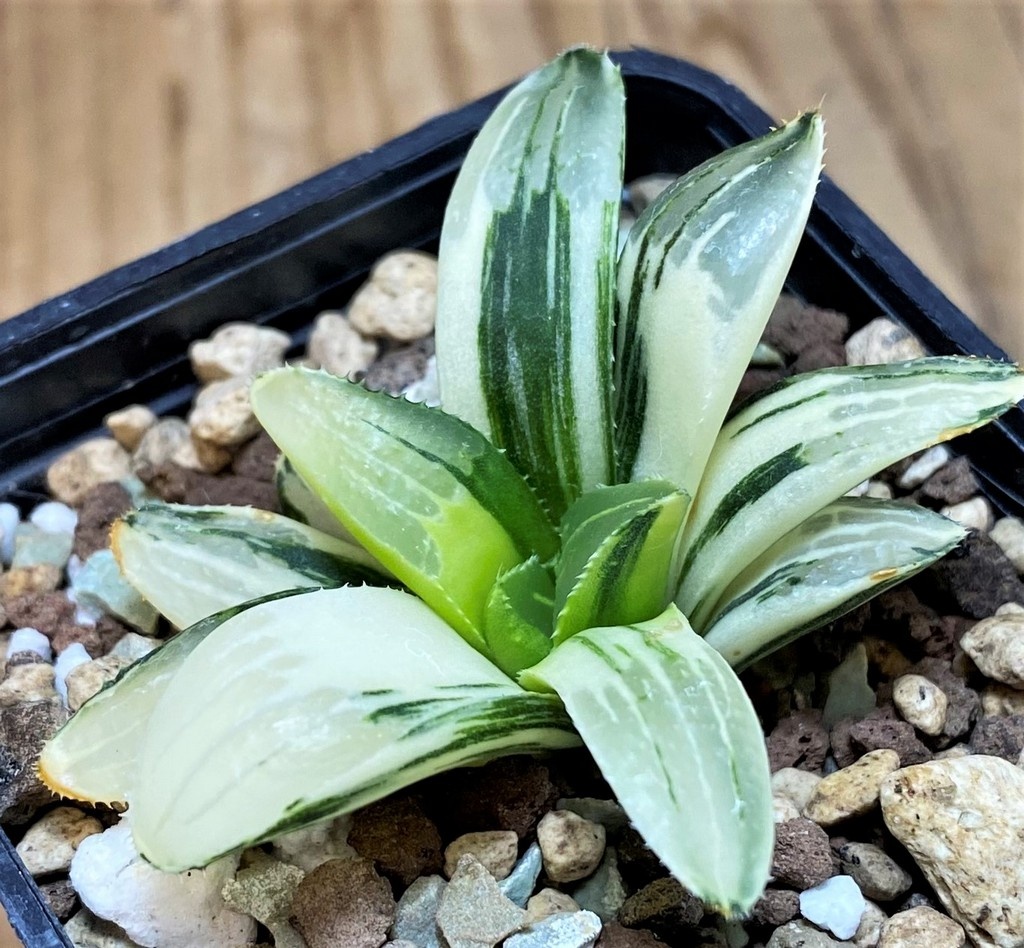 SH26961 Haworthia retusa f. variegata - Image 2