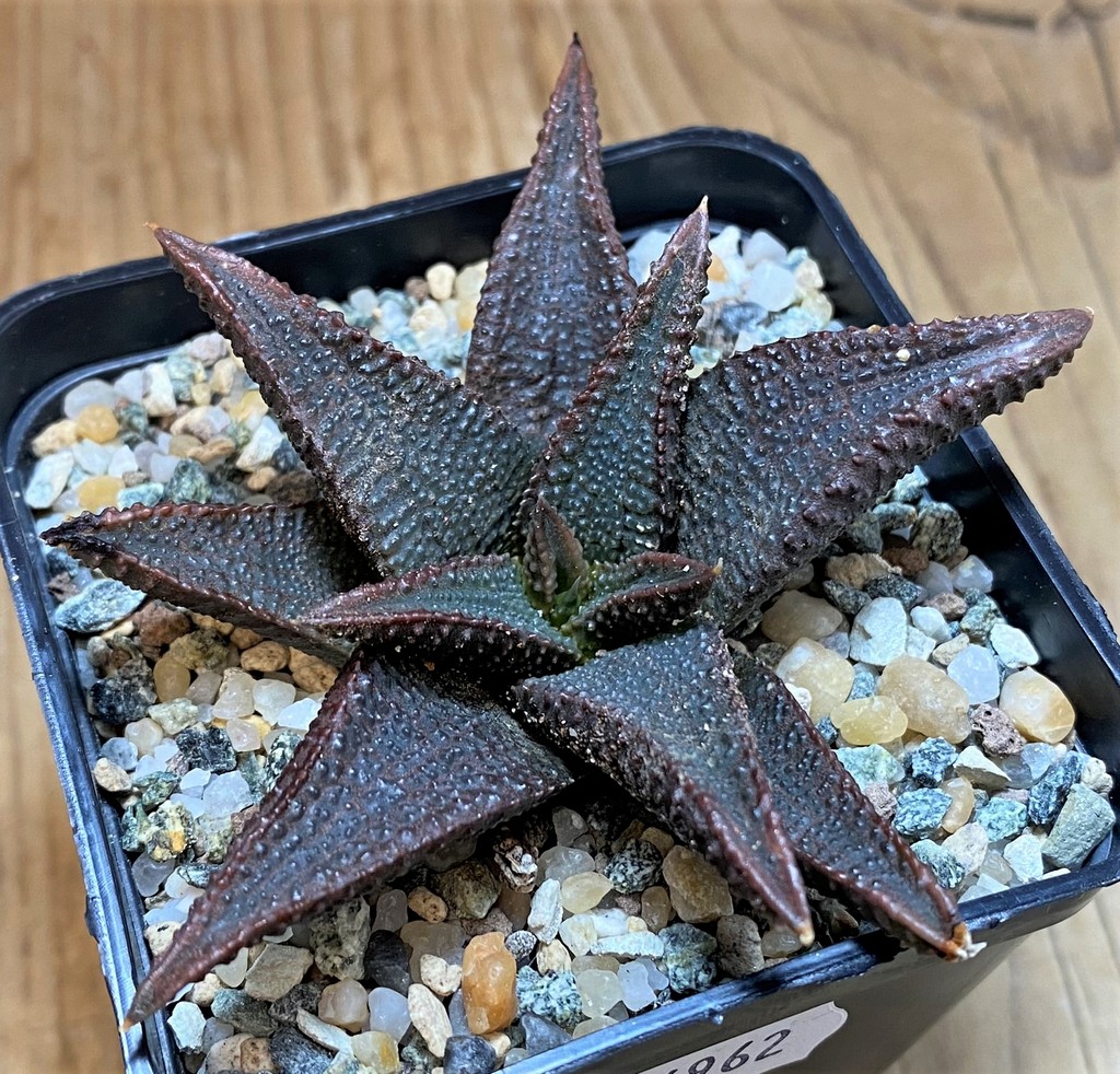 SH26962 Haworthia koelmaniorum - Image 2