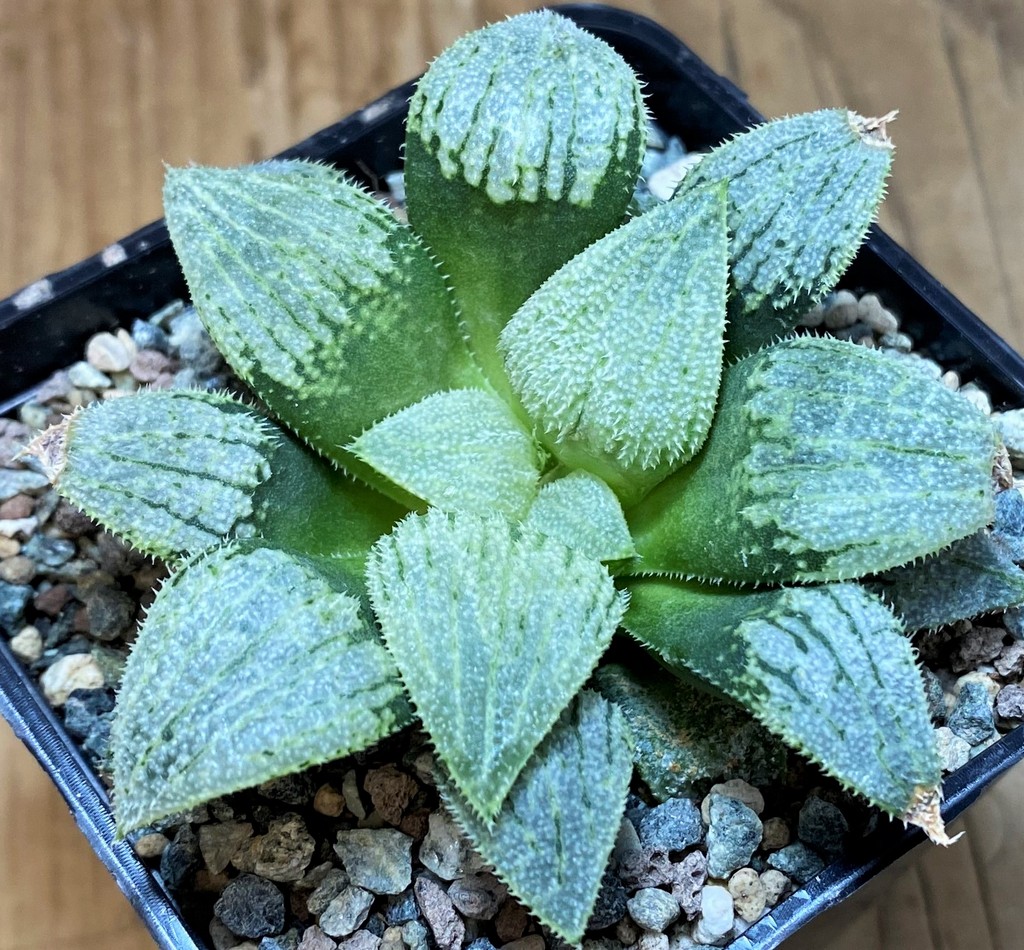 SH26964 Haworthia splendens 'Nautilus'