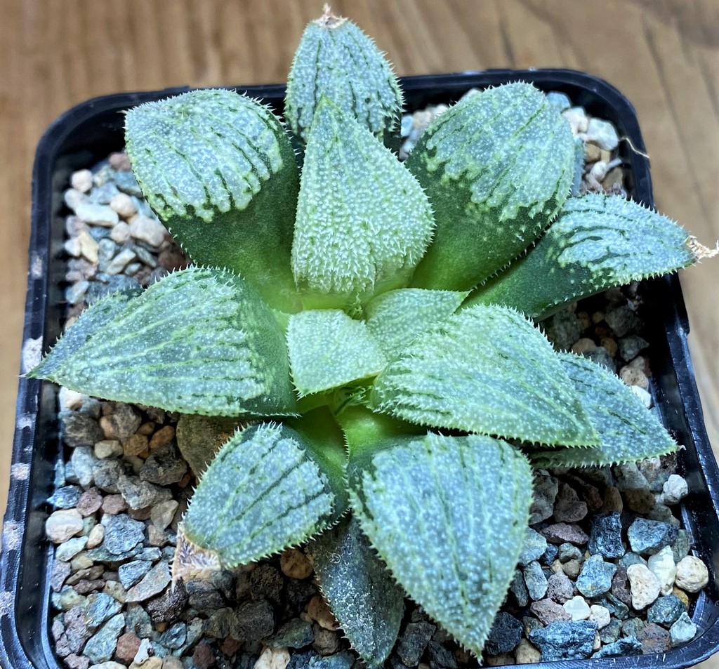SH26964 Haworthia splendens 'Nautilus' - Image 2