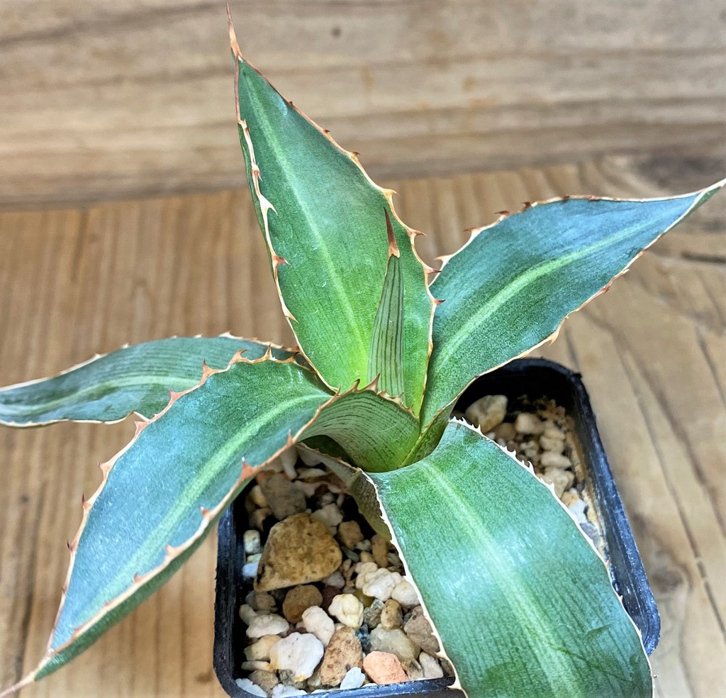 SH26972 Agave lophantha 'Splendida' - Image 2