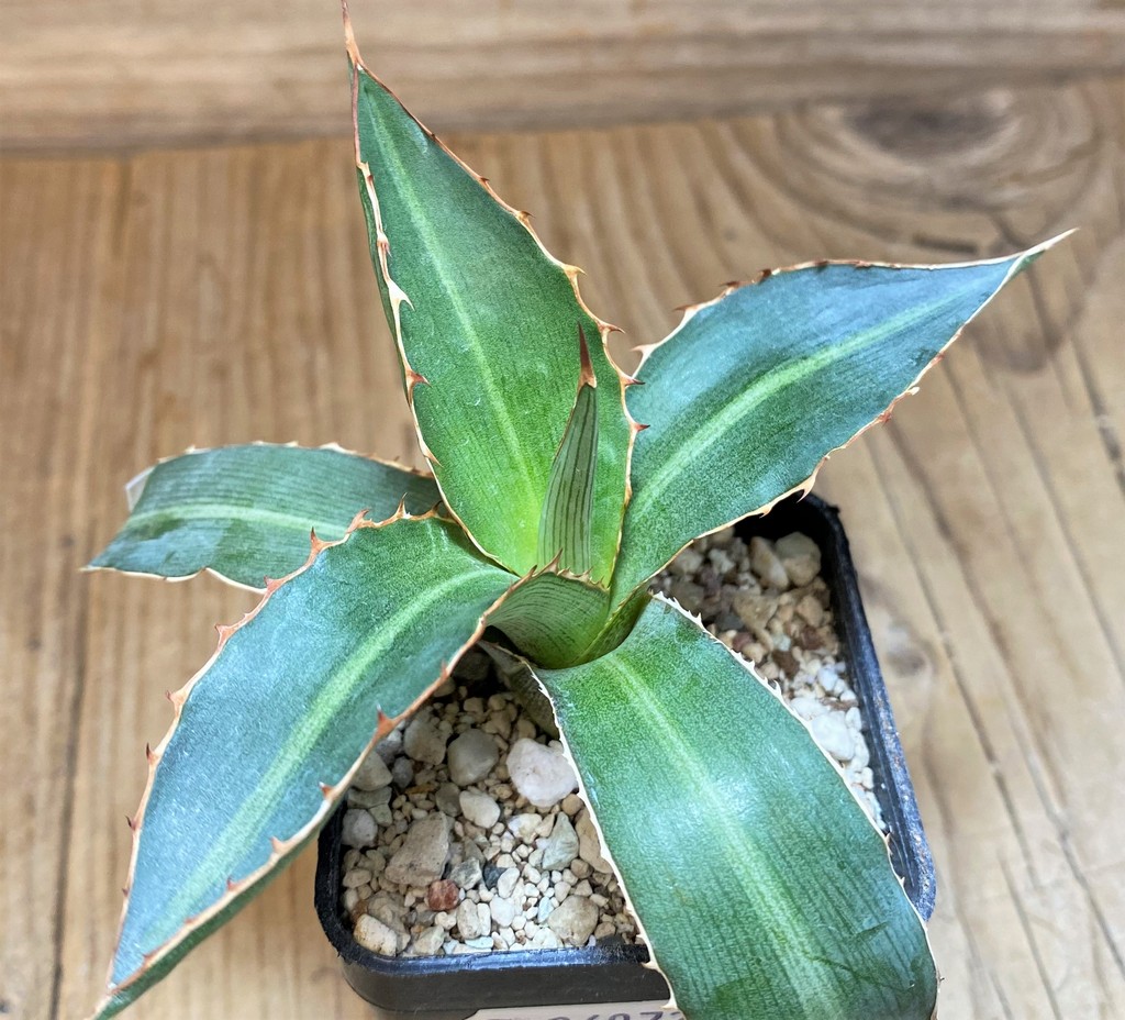 SH26972 Agave lophantha 'Splendida'