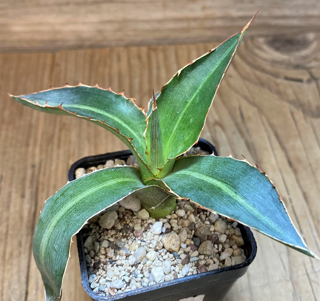 SH26972 Agave lophantha 'Splendida' - Image 3