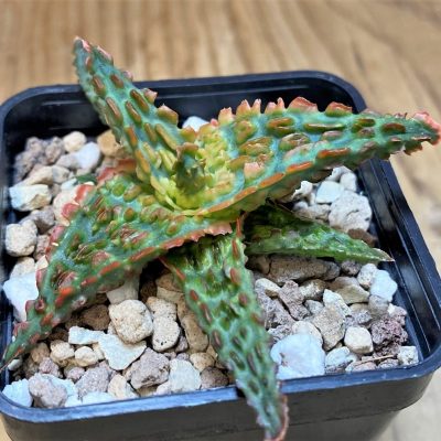SH26973 Aloe TCT hybrid