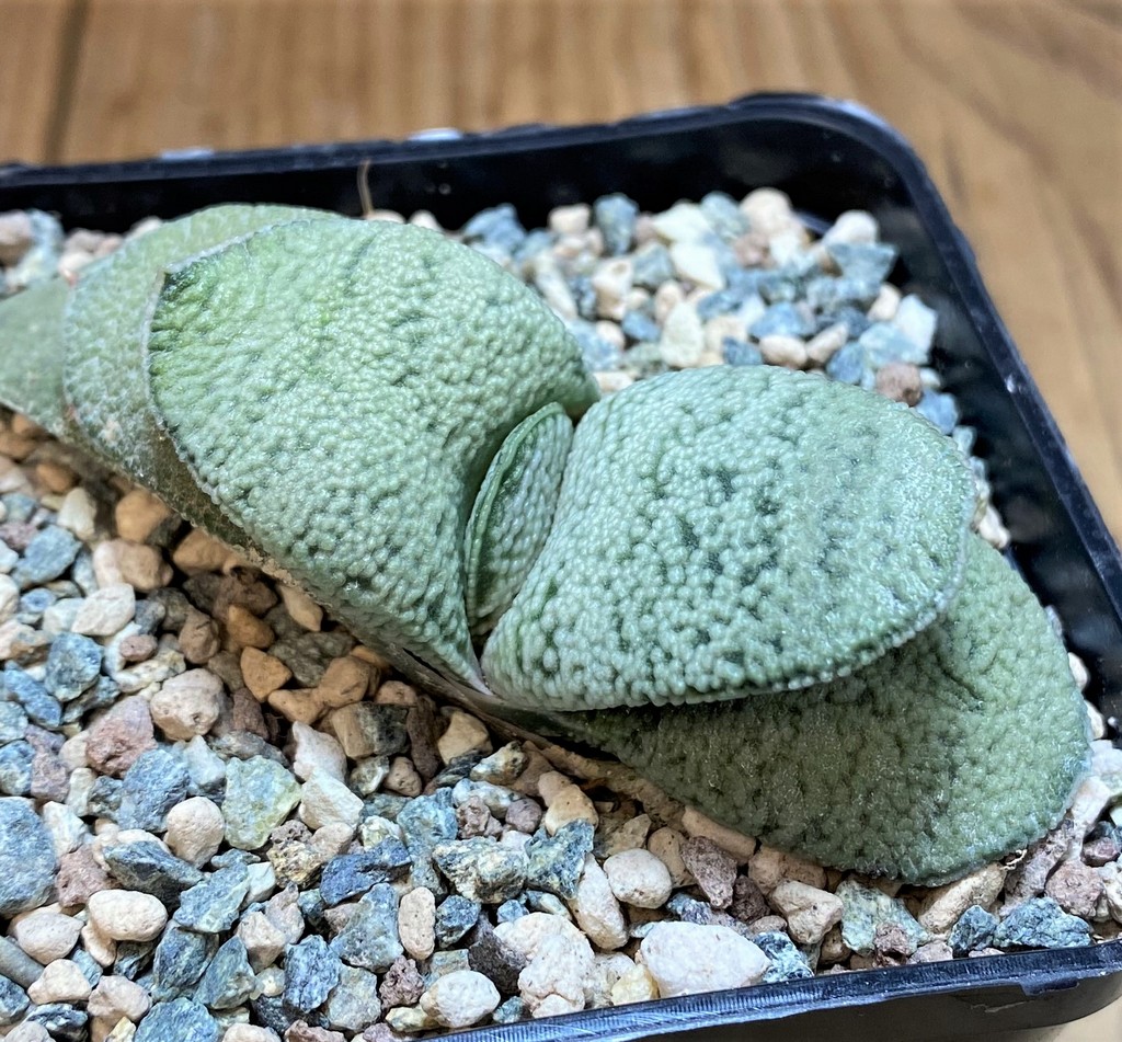 SH26979 Gasteria baylissiana hybrid