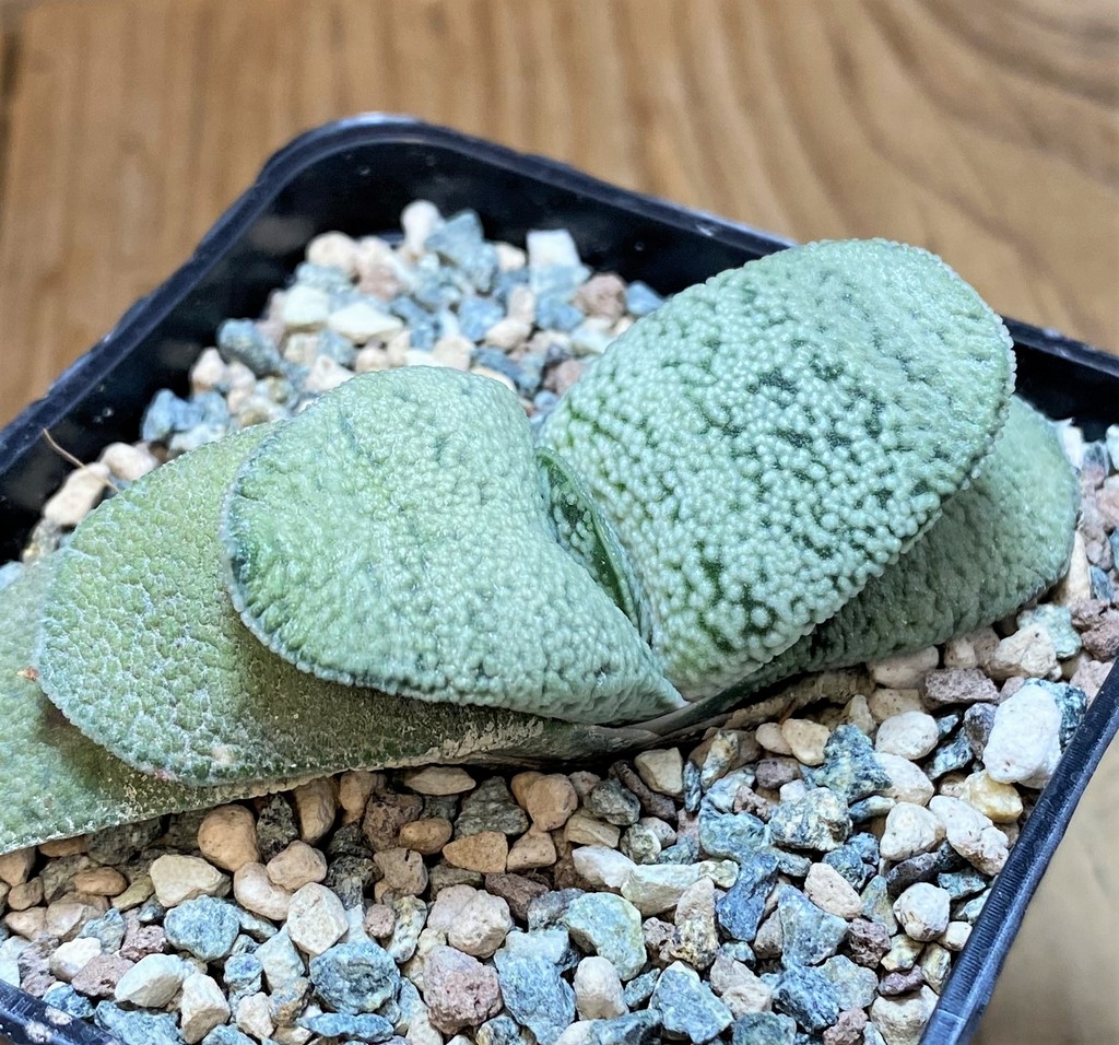 SH26979 Gasteria baylissiana hybrid - Image 2