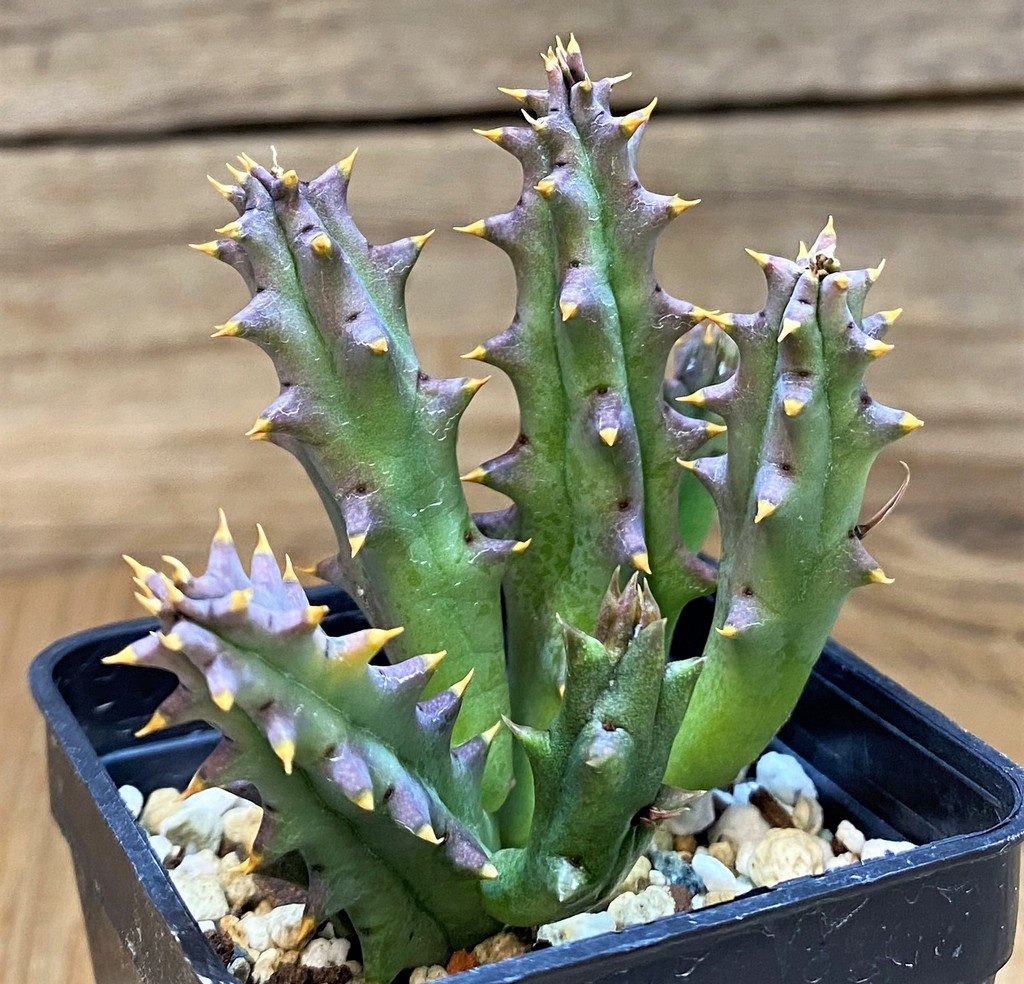 SH26981 Huernia hystrix