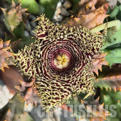 SH36443 Huernia hystrix