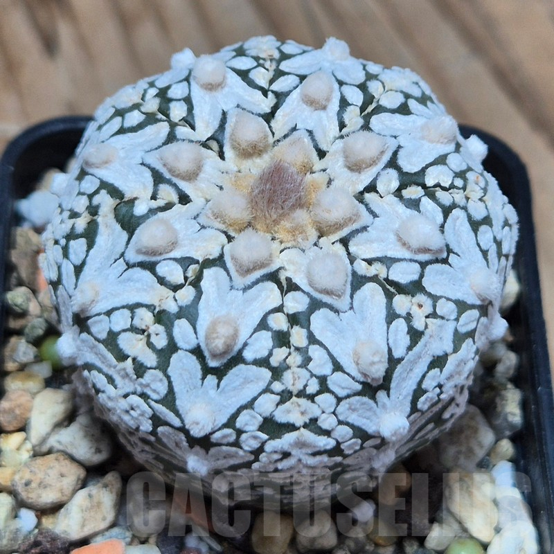 VVG3662 Astrophytum asterias ‘Super Kabuto’ V-type - Image 2