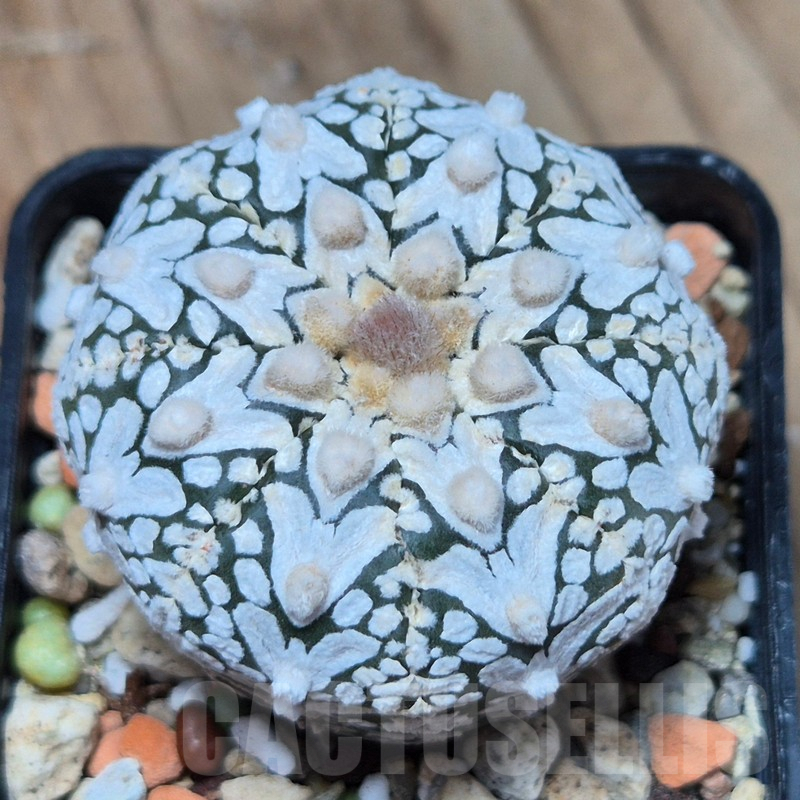 VVG3662 Astrophytum asterias ‘Super Kabuto’ V-type
