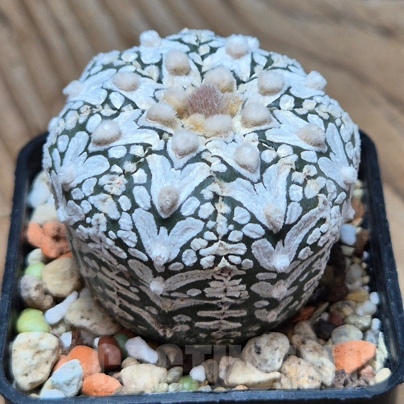 VVG3662 Astrophytum asterias ‘Super Kabuto’ V-type - Image 3