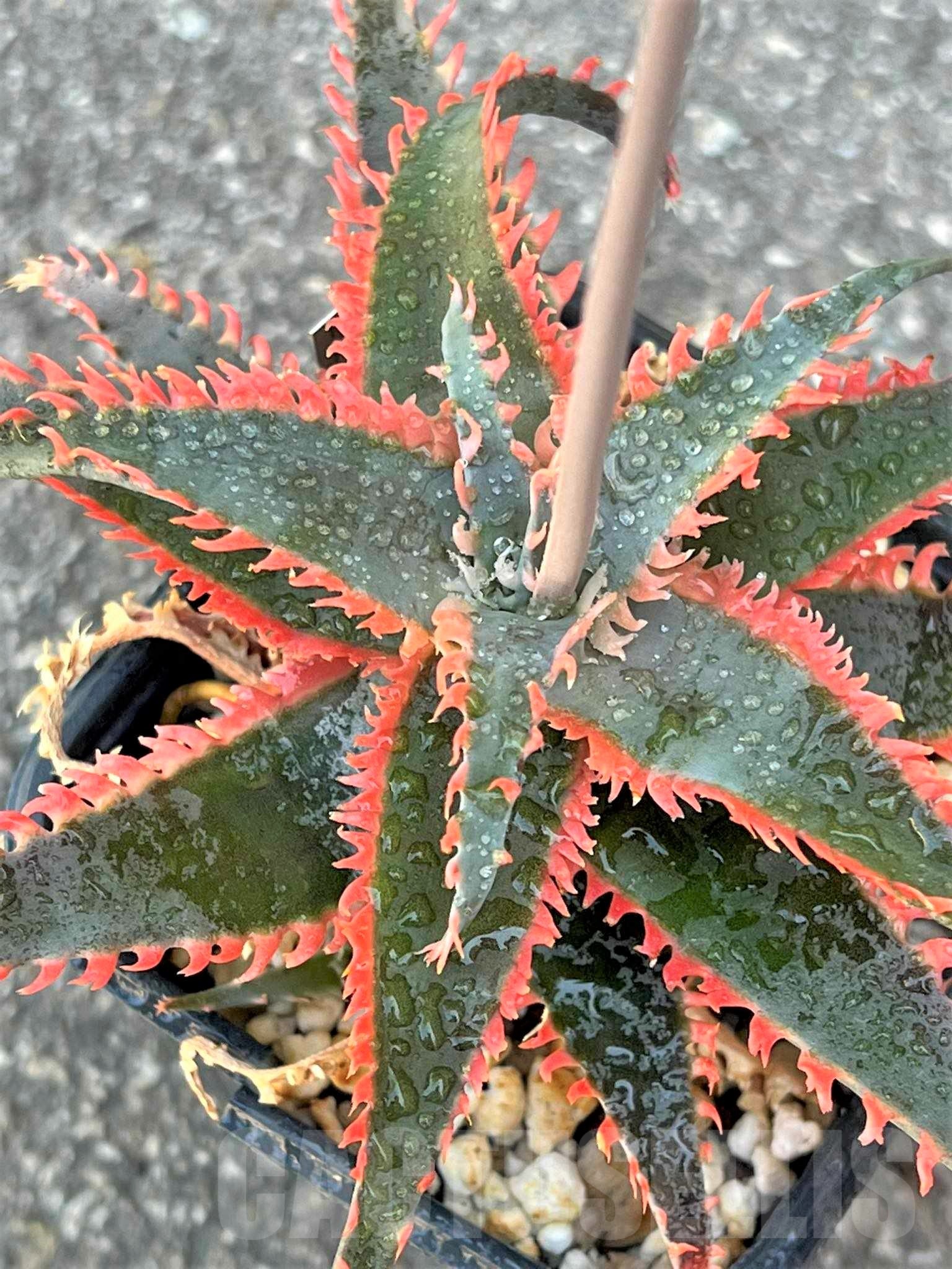 SH24021 Aloe TCT hybrid
