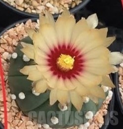 SH23690 Astrophytum asterias f. nudum - Image 3