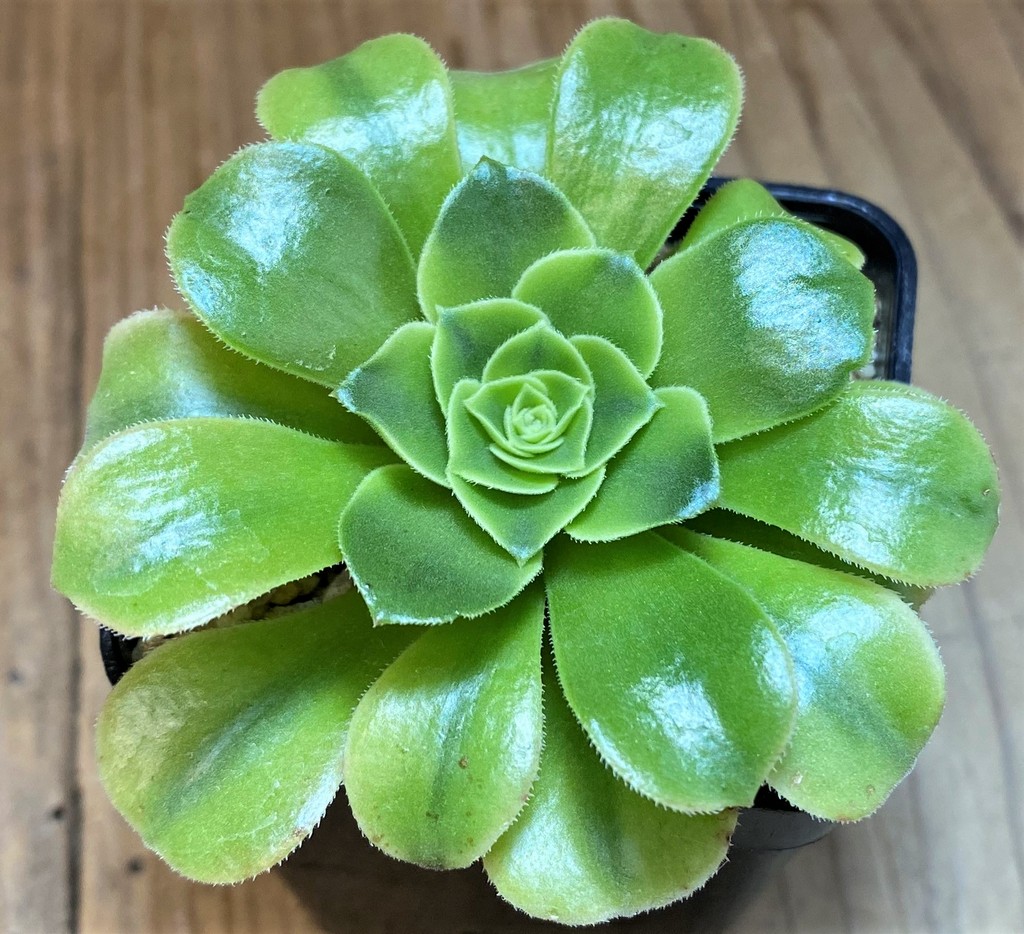 SH28024 Aeonium 'Green Lemon'