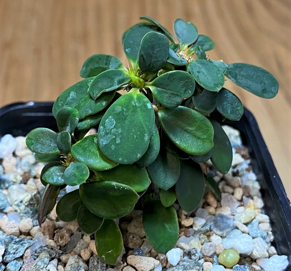 SH28026 Euphorbia millotii f. cristata - Image 2