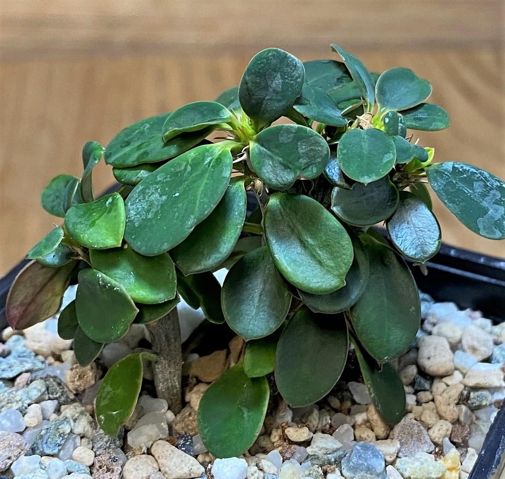 SH28026 Euphorbia millotii f. cristata