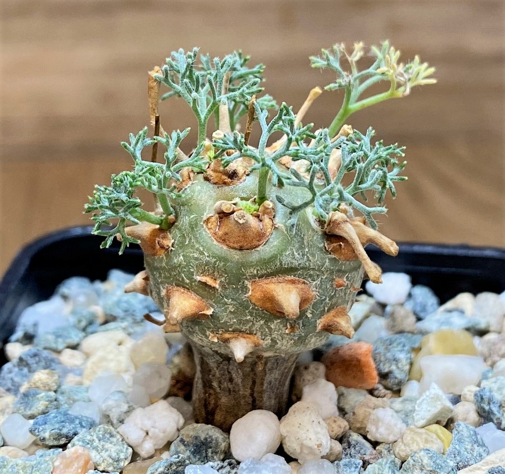 SH28028 Sarcocaulon peniculinum