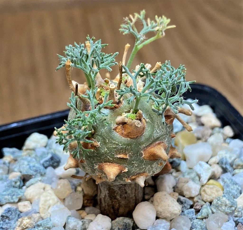SH28028 Sarcocaulon peniculinum - Image 2