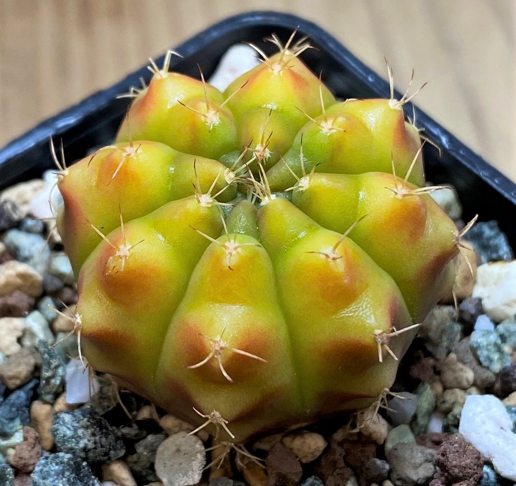 SH27992 Gymnocalycium mihanovichii 'Star Gooseberry' - Image 2