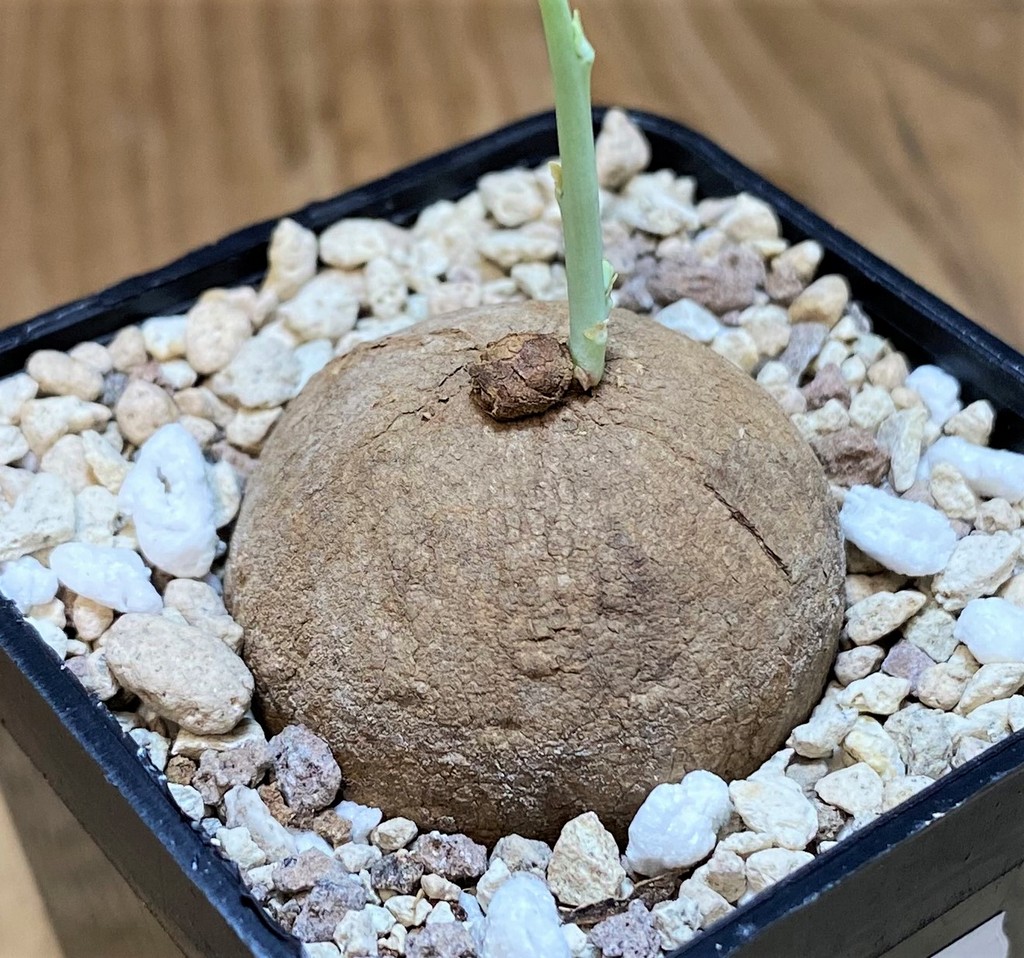 SH28030 Stephania erecta