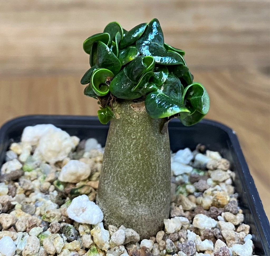 SH28032 Adenium arabicum DHA