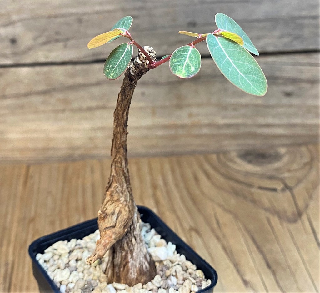 SH28034 Phyllanthus mirabilis