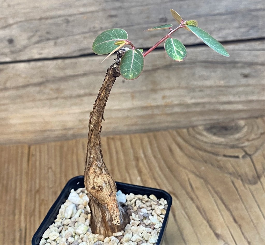 SH28034 Phyllanthus mirabilis - Image 2