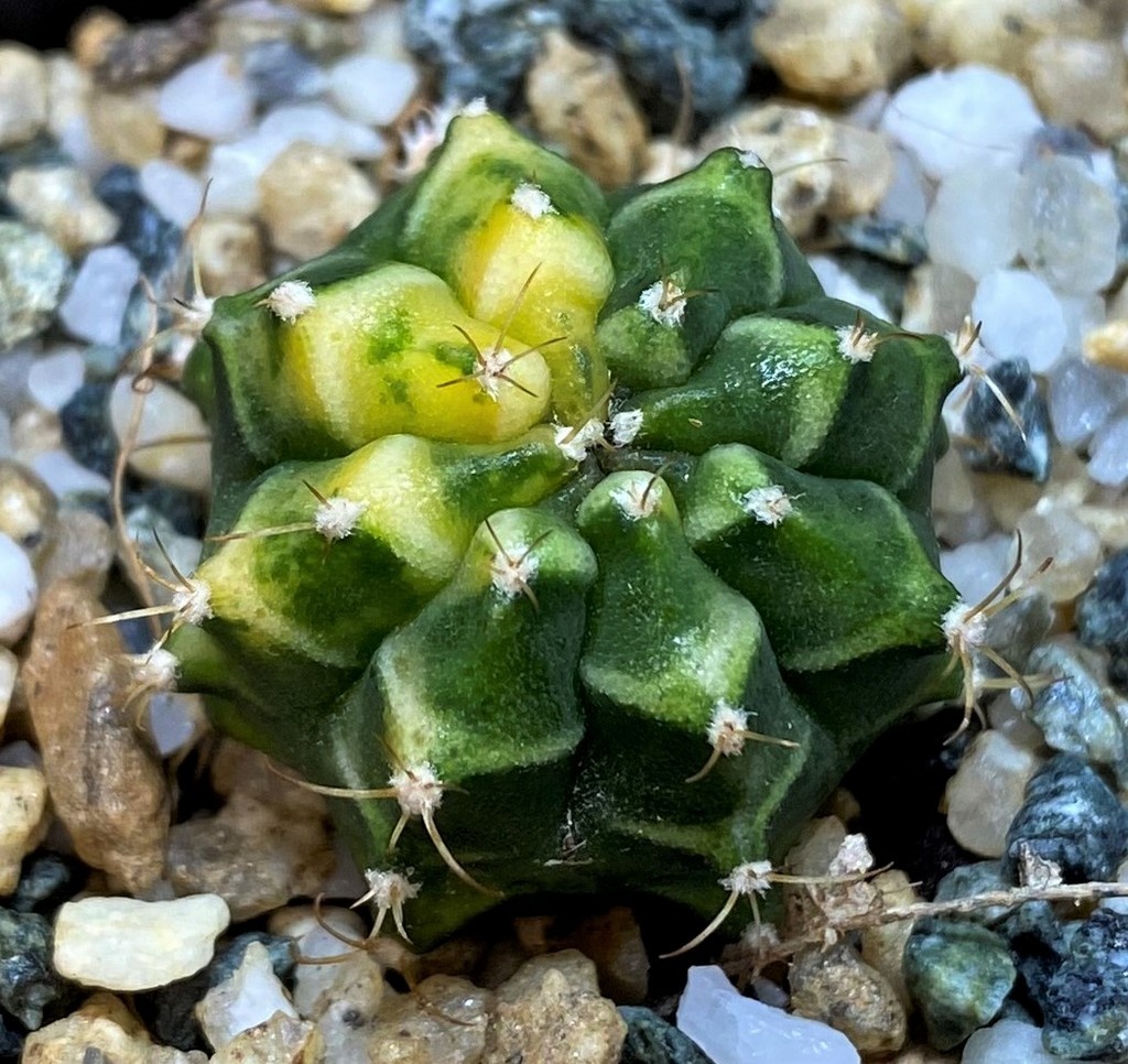 DP27993 Gymnocalycium mihanovichii f. variegata