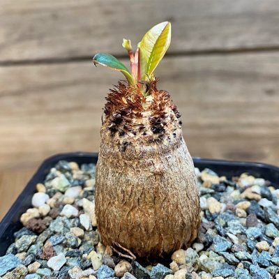 SH28037 Euphorbia ramena