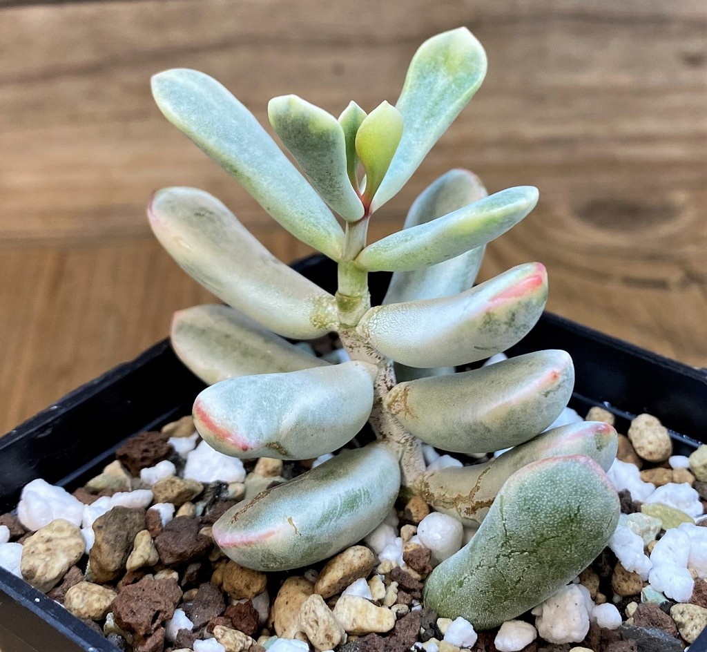 SH28038 Cotyledon orbiculata f. variegata