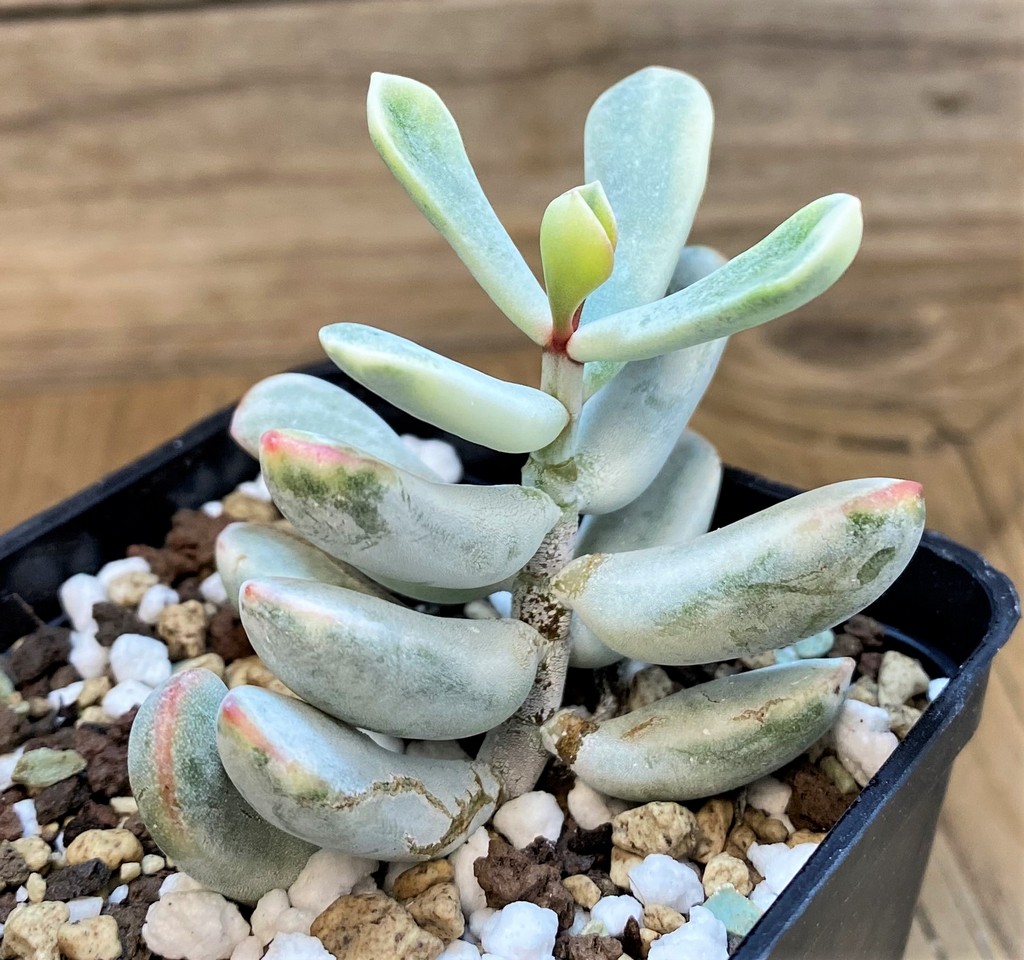SH28038 Cotyledon orbiculata f. variegata - Image 2